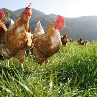 Emergenza aviaria in Emilia Romagna: nessun rischio in Piemonte