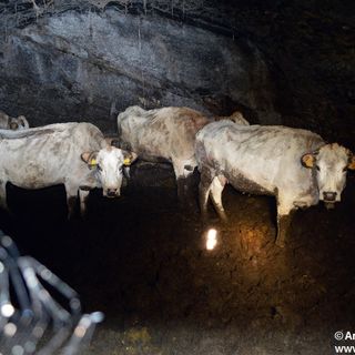 Brossasco, “Via la metà degli animali oppure lo denunciamo”