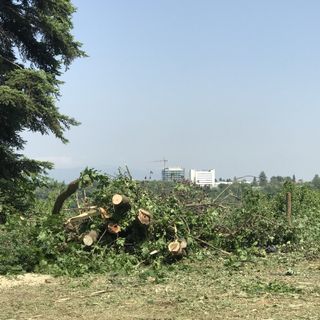 A Cuneo 90 aceri abbattuti per il tarlo asiatico, l'assessore Dalmasso: &quot;In autunno le nuove piantumazioni&quot;[VIDEO]