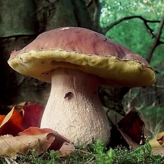 Uno splendido esemplare di fungo porcino