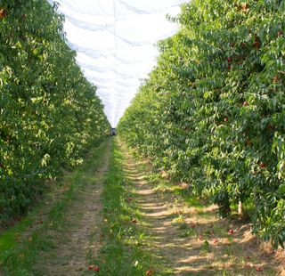 Maltempo e crisi mettono in ginocchio la frutticoltura