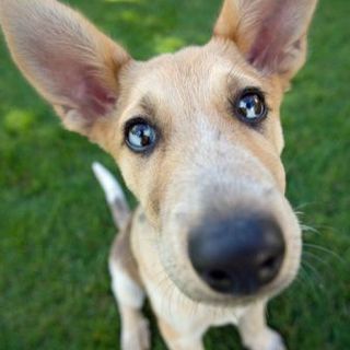 Alba, iscrizioni aperte per il corso "Come CI educa il nostro cane" Alba, iscrizioni aperte per il corso "Come CI educa il nostro cane"