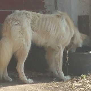 Il cane salvato dalle guardie dell'Anpana