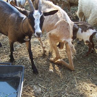 Pecore e capre dimagrite, tanto da non reggersi in piedi