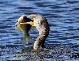 Una lettera semiseria da parte di un allevatore di Tarantasca sui cormorani, la &quot;peste nera&quot;