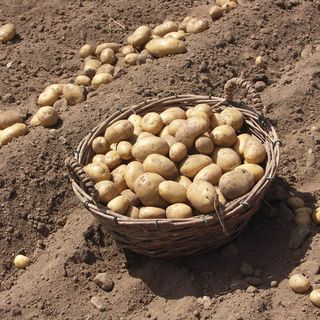 Al via la rassegna gastronomica "Tuma&amp;Bodi" nei ristoranti del Parco delle Marittime