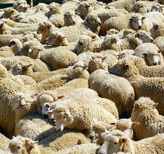 La Forestale sfami i lupi come fa da tempo con camosci e caprioli