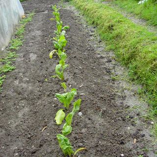 Primavera piovosa, ma gli orti hanno bisogno lo stesso delle nostre cure