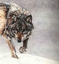 "Il lupo è animale da proteggere, ma andiamoci piano a dire che è pacifico"