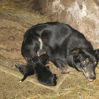 Di 4 cuccioli abbandonati in un sacchetto di plastica solo uno si è salvato