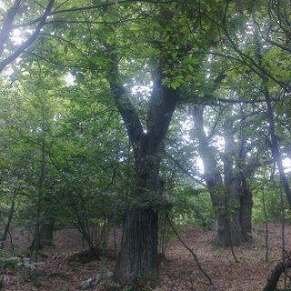 Viola: è calamità naturale per la castanicoltura in vallata