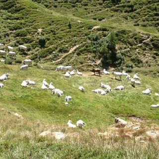Roccaforte Mondovì assegna per le prossime 5 estati l'alpe pascoliva Pontetto