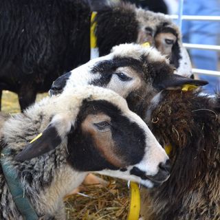 Immagine di repertorio Immagine di repertorio