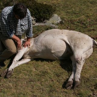 L'allarme di alcuni allevatori: "al Gias Perla è un incubo"