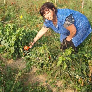 I peperoni colpiti dall'invasione delle cimici