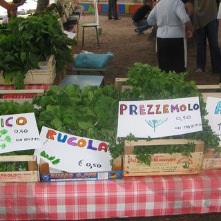 E' giunta l'ora del "trapianto" per le piantine nei vostri orti