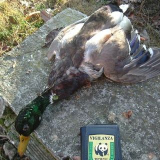 Lo splendido esemplare di germano reale abbattuto