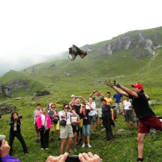 Il momento della liberazione della poiana