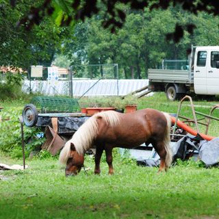 Un docile pony pascola davanti all'area nella quale sorge il campo fotovoltaico in regione Cascina Bordiga a Paesana (©targatocn)