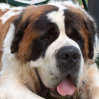 Nel fine settimana a Ostana il raduno dei cani San Bernardo