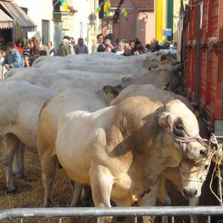 L'edizione 2009 della Fiera zootecnica di Caramagna