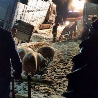 Camion carico di maiali si ribalta a Vottignasco