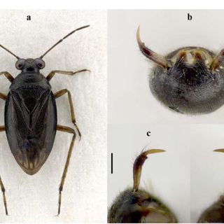 Foto dallo studio presente in allegato