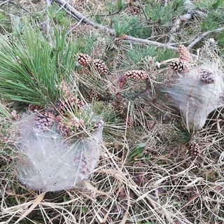 Alla Roccarina di Chiusa di Pesio un'infestazione di processionaria