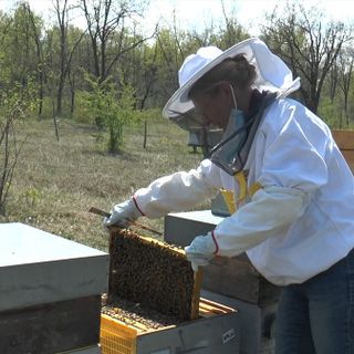 Lidia Agnello, presidente Aspromiele, al lavoro con le api Lidia Agnello, presidente Aspromiele, al lavoro con le api