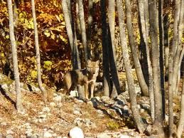 Immagine tratta dal blog "Dalla parte dei lupi" Immagine tratta dal blog "Dalla parte dei lupi"