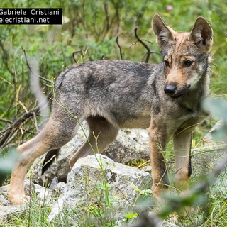 A Villanova Mondovì si parla di lupi, di paura e di tutela, di accanimento mediatico e di relatà A Villanova Mondovì si parla di lupi, di paura e di tutela, di accanimento mediatico e di relatà