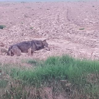 Il lupo si spinge sempre più verso la pianura: avvistato un esemplare a Genola [FOTO]