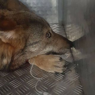 Avvelenamento lupi a Demonte, disposto il divieto di bocconi nocivi per gli animali