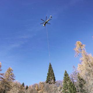 Alberto Cirio domattina a Macra per la partenza dell'albero di natale verso il Vaticano
