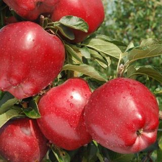 La Mela Rossa Cuneo IGP tra i protagonisti di Golosaria Milano