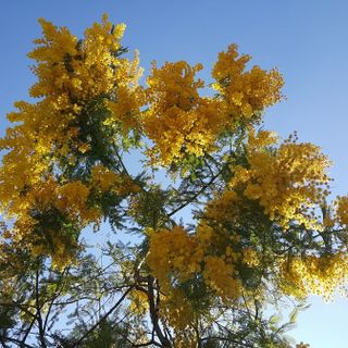 "Buon 8 marzo a tutte noi che continueremo a lottare per diritti di tutte le donne in ogni continente"
