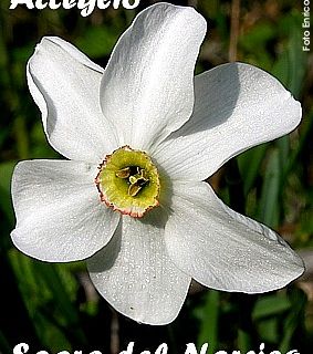 53^ sagra del narciso ad Acceglio