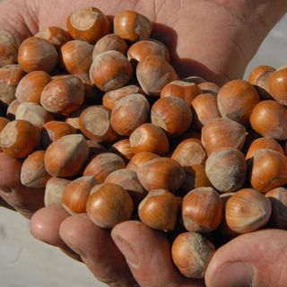 Nocciole: le prime quotazioni alla Camera di Commercio di Cuneo