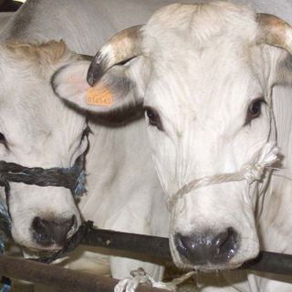 Immagine di repertorio