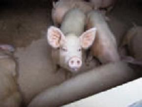 Un allevatore e due mezzadri saviglianesi nei guai per la vendita di otto suini sotto trattamento farmacologico: ma nel processo emerge un'altra verità