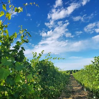 Proposte a sostegno e rinforzo alla fase finale della candidatura di Alba Bra Langhe e Roero a Capitale Italiana della Cultura 2026