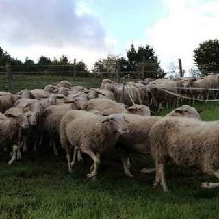 Pecore di Langa protagoniste a Murazzano: 112 capi in passerella