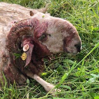 Attacco di lupi a Montefallonio di Peveragno, predato gregge di pecore [FOTO]