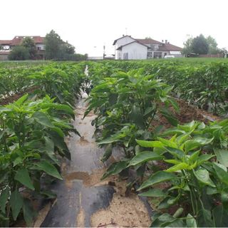 Fossano: ultimi posti per il cenone di Capodanno all'Orto del Pian Bosco: ecco il menù