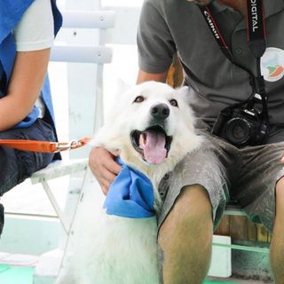 La pet therapy nelle case di riposo del Monregalese grazie a un service Inner Wheel