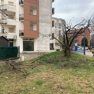 Savigliano, potati da ignoti alcuni alberi comunali: &quot;Non fatelo, rischiate di danneggiarli&quot;