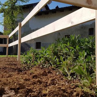 A Cervere è tempo di porri, nell'orto