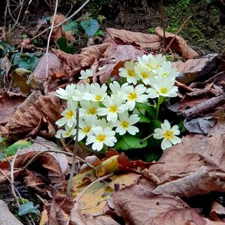 Prove tecniche di primavera: sbocciano le primule nelle Langhe a gennaio