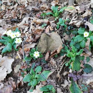 Deboli nevicate e freddo nel weekend. Da lunedì anticipo di primavera in montagna