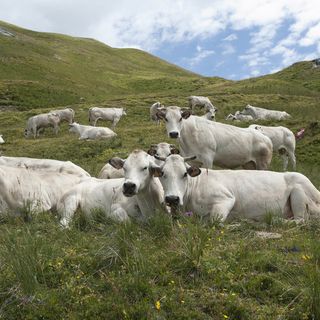 Piemontese in crisi: “Prezzo fermo al 2018. Manca la collaborazione tra operatori delle filiere che la commercializzano&quot;